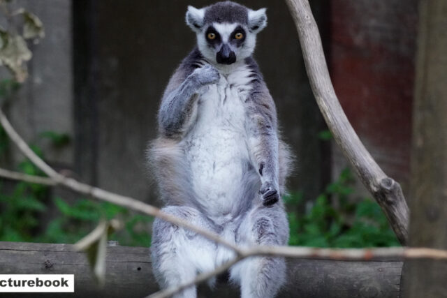 ワオキツネザル<Ring-tailed lemur> | ＠図鑑学