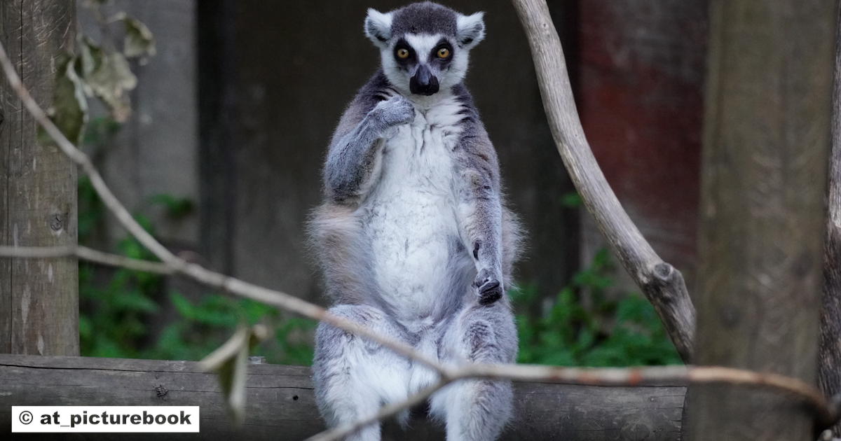 ワオキツネザル<Ring-tailed lemur> | ＠図鑑学
