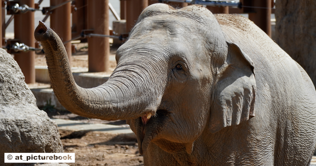 セイロンゾウ＜Ceylon elephant＞ | ＠図鑑学