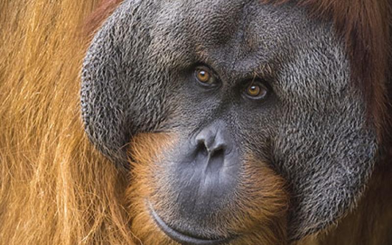 スマトラオランウータン-Lite | ＠図鑑学